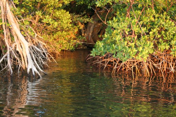 Mangroves are particularly at risk from climate effects